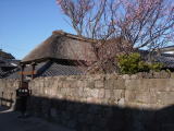 鳥田邸と紅梅